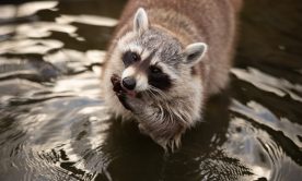 A raccoon photo in a river