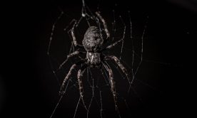 A macro shot of a spider on the net