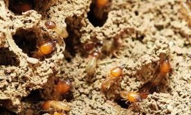 Termite A macro shot of termites in their nest