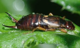 A macro shot of a earwig on the leaf