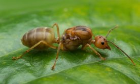 A macro shot of an ant on the leaf