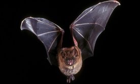 Bat photo on a black background