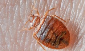 bed bug on human skin