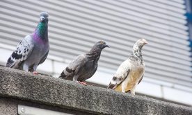 three pigeons