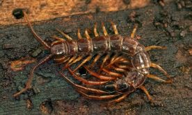 Centipede in dirt