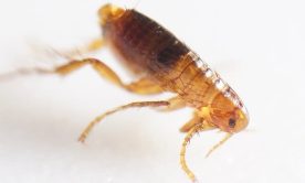 A macro shot of a flea with white background