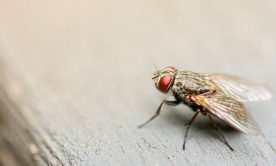 A macro shot of a fly