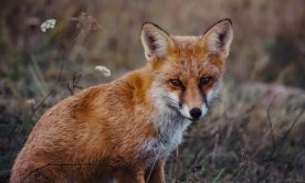 A photo of a fox