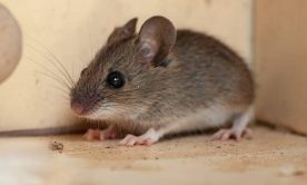 mice on the corner