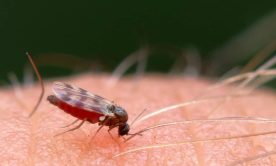 A macro shot of a gnat on the skin