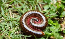 A macro shot of a millipede on the grass