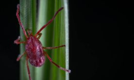 A macro shot of a mite