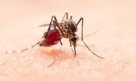 mosquito on human skin