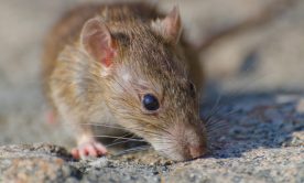 Rat on the ground