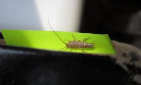 A macro shot of a silverfish