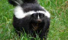 Skunk in the garden