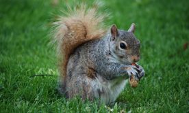Squirrel in the garden