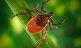 tick on the grass