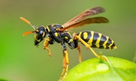 hornet on the leaf