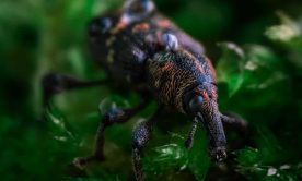 A macro shot of a weevil